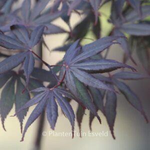Acer palmatum 'Ezell's Red'