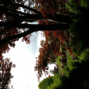 Acer palmatum 'Ezo-nishiki'