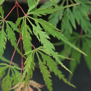 Acer palmatum 'Faun'
