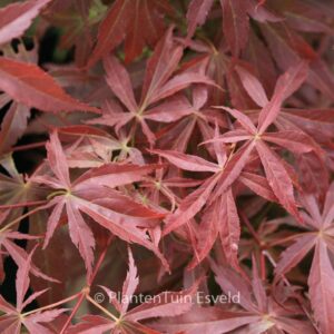 Acer palmatum 'Fior d'Arancio'