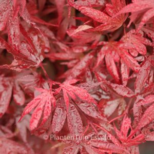 Acer palmatum 'Fireball'