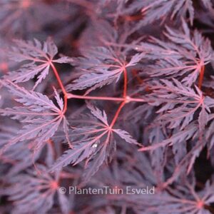 Acer palmatum 'Firecracker'