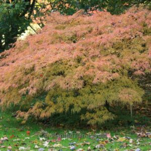 Acer palmatum 'Flavescens'