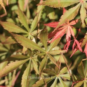 Acer palmatum 'Fukui'