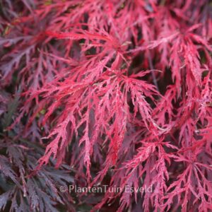 Acer palmatum 'Garnet'