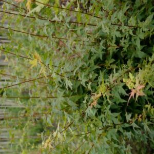 Acer palmatum 'Gekkoh-nishiki'