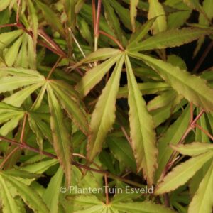 Acer palmatum 'Gentaku'