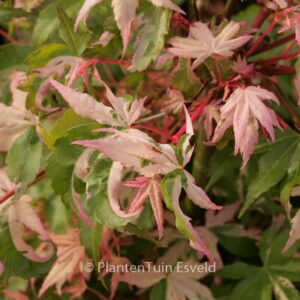 Acer palmatum 'Ginga'