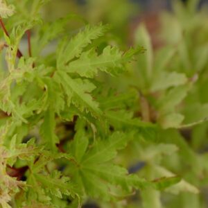 Acer palmatum 'Golden Treasure'