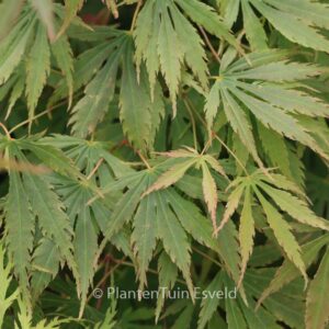 Acer palmatum 'Green Fingers'