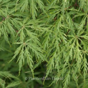 Acer palmatum 'Green Hornet'