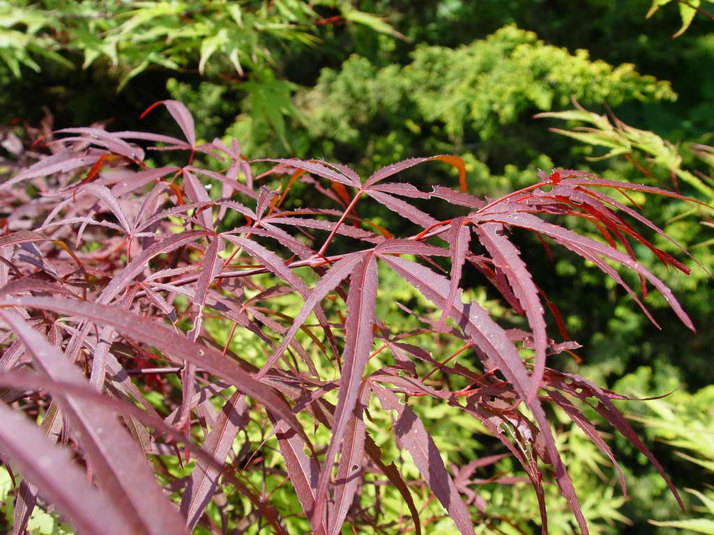Acer palmatum 'Greenthumb North-Carolina Red'