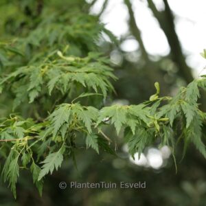 Acer palmatum 'Hagoromo'