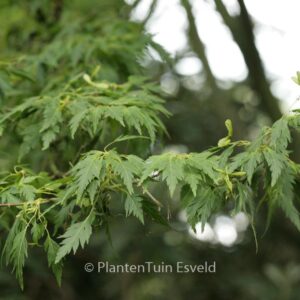 Acer palmatum 'Hagoromo'