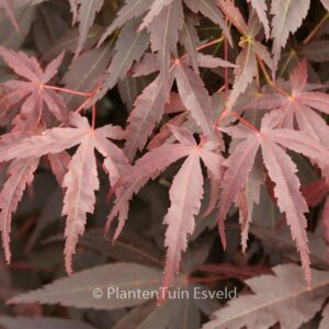 Acer palmatum 'Hama-otome'