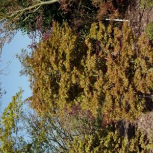Acer palmatum 'Helena'