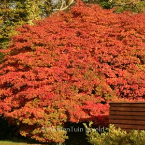 Acer palmatum 'Heptalobum'
