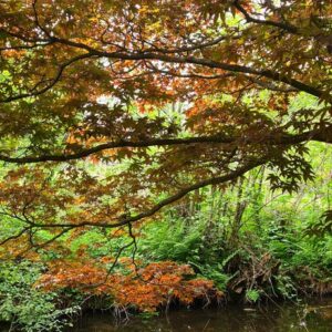 Acer palmatum 'Heptalobum Rubrum'