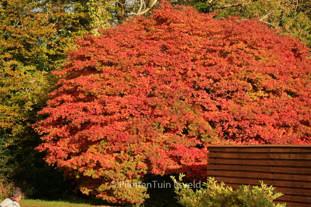 Acer palmatum 'Heptalobum'