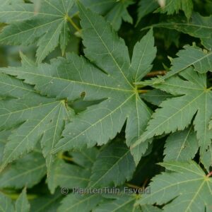 Acer palmatum 'High Flyer'
