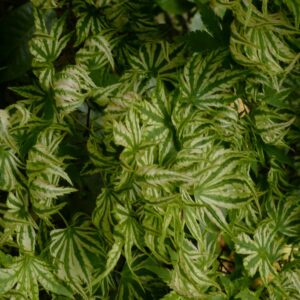 Acer palmatum 'Hikasa-yama'