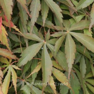 Acer palmatum 'Hime-chidori'