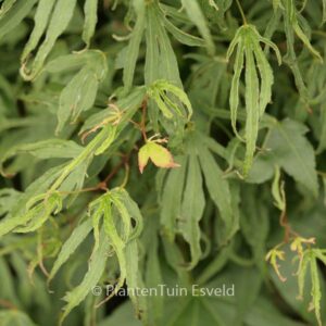 Acer palmatum 'Hiryū'
