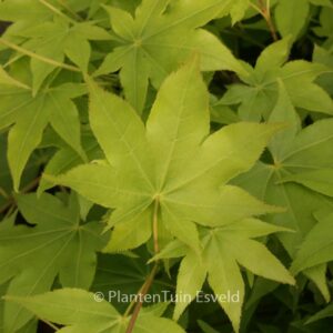 Acer palmatum 'Hohgyoku' Hort. non Japan