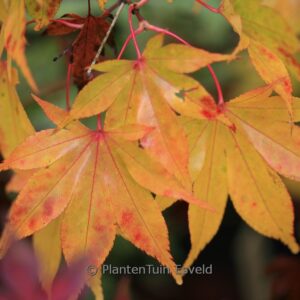 Acer palmatum 'Hondo-Ji'