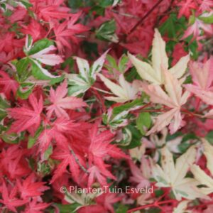 Acer palmatum 'Honoo'