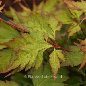 Acer palmatum 'Hosoba-koshimino'