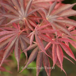 Acer palmatum 'Ikoma'