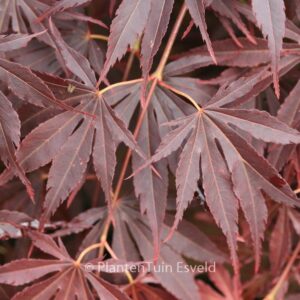 Acer palmatum 'Immoyama'