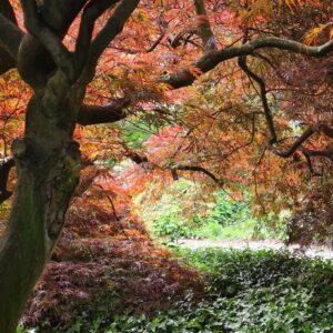 Acer palmatum 'Inaba-shidare'