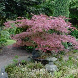Acer palmatum 'Inazuma'