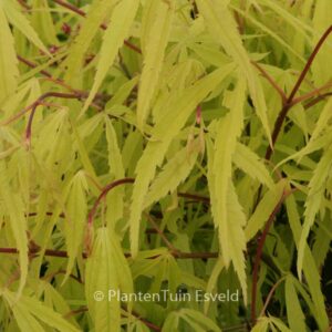 Acer palmatum 'Iso-shibuki'