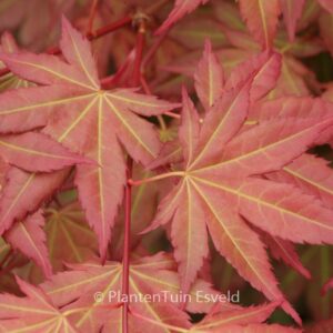 Acer palmatum 'JWW7' (BROWN SUGAR)