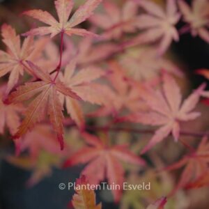 Acer palmatum 'JWW8' (BUTTERSCOTCH)