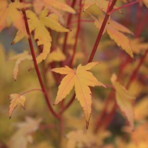 Acer palmatum 'Japanese Sunrise'