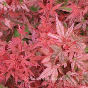 Acer palmatum 'Johnnie's Pink'