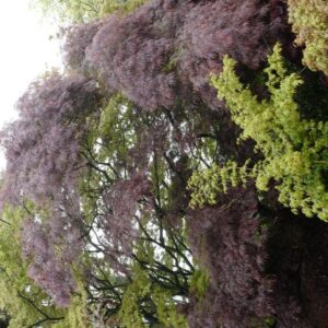 Acer palmatum 'Julian'