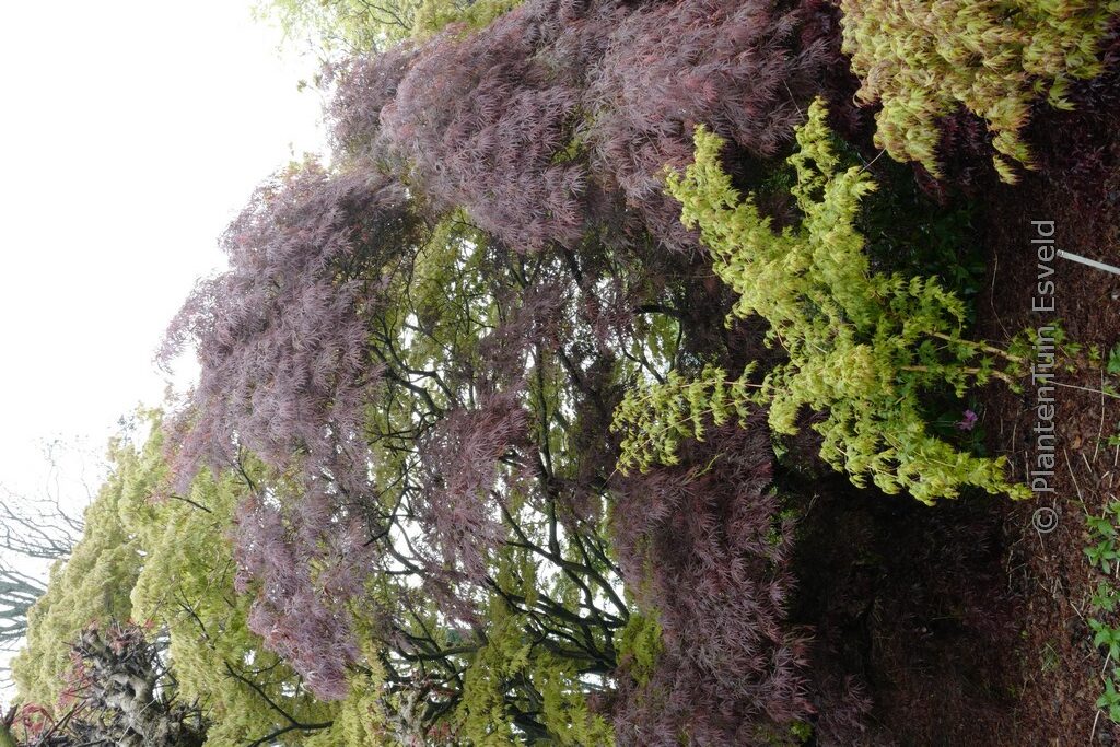 Acer palmatum 'Julian'