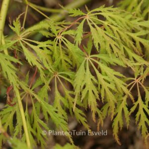 Acer palmatum 'Kaga-sudare'