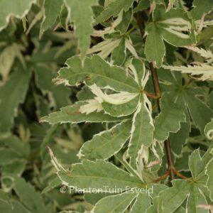 Acer palmatum 'Kagiri-nishiki'