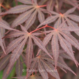 Acer palmatum 'Kegon'