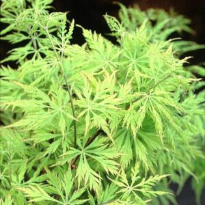 Acer palmatum 'Ki-hachi-gire'