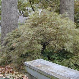 Acer palmatum 'Kim'