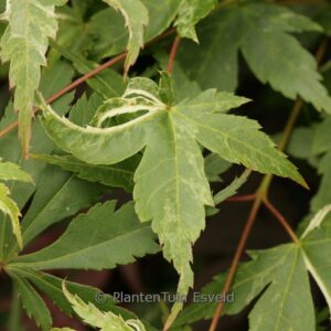Acer palmatum 'Kingsville Variegated'