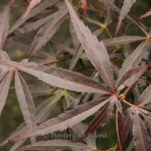 Acer palmatum 'Kinshi'