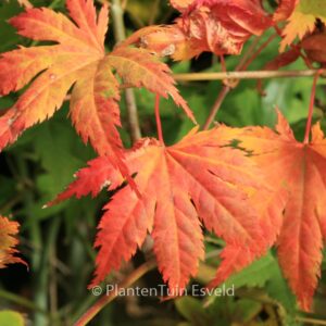 Acer palmatum 'Kishuzan'